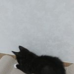 [꼭봐주세요] 아기고양이와 함께 <b>살</b> 분을 구합니다.