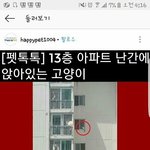[댓글부탁해] 이 고양이 나만 <b>관종</b>같냐