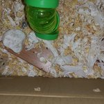 햄스터 새끼가 한마리 또 죽었는데~~~