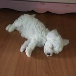 [댓글부탁해] <b>비숑</b> 맞나요? 비잘알 컴온,,