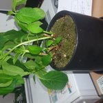 <b>식물</b>주웠노