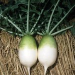 [망토귀신] 망토의 기묘한일 *할머니의 태몽*