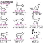 고양이 꼬리<b>언어</b>래
