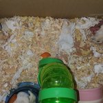 <b>북문</b>이하고 홈플이 새끼 품는 모습~~~~