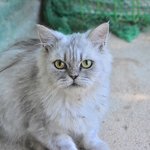 차차/페르시안친칠라/여아(중성화<b>완료</b>)/1살/2.7kg    *엄마고양이...