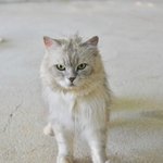 하하/페르시안친칠라/<b>남아</b>(중성화완료)/2살/4kg    *아빠고양이...