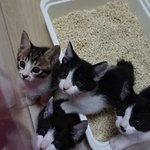 [길냥이미소] 엘베냥미소와 아깽이들 입양준비완료