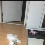 강아지 쿨<b>매트</b> 후기