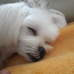 사진글 거르는 귀여운 판녀들을 위해