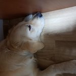 [<b>치즈</b>] 골든리트리버 <b>치즈</b>에요 5