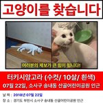 찾았습니다. <b>부천시</b> 송내동 하얀새 터기쉬앙고라 고양이를 잃어버렸습니다