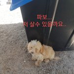[강아지] 3개월 꼬마가 파보래요