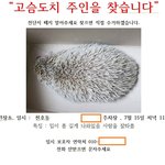 [꼭조언부탁] 고슴도치 주인을 찾습니다
