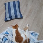 나의 동거묘 <b>도칠</b>이 집사와 함께 이사