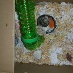 햄스터 암컷과 수컷이 이렇게 잘지내는데~~~