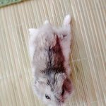 [드루와] 얘들아 우리집 <b>햄스터</b> 오ㅐ이래??(사진 ㅇ