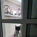 [고양이] 다시 온 뜬금이,,,