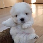 [댓글부탁해] 김비서 그 유괴 <b>내용</b> <b>설명</b>해주라...