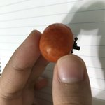 <b>방울</b>토마토가 이상한데 먹어도될까ㅠㅠ