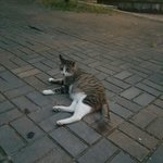 [댓글부탁해] 옛날에 이 고양이한테 신발 던지는 <b>시늉</b>했는데 쫄아서...