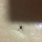 이벌레 이름 아는사람?