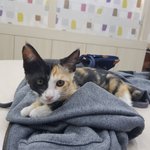 [고양이] 냥줍한 행아 이야기 3