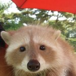 [라쿤<b>모찌</b>] 라쿤 <b>모찌</b>에요