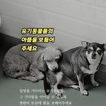 유기동물들을 지킬 힘! 병원비가 <b>절실</b>합니다