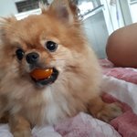 <b>노노노노</b> 우리집 댕댕쓰가 더귀여움