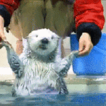 [<b>반삭</b>공약응] 귀여운 수달사진임