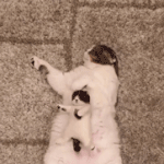 요즘 하루 10시간씩 공부하는데 진짜 졸러 <b>뿌듯</b>하다