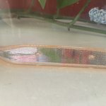 [드루와] 내 동생ㅅㄲ 예비된장남이다 어쩌지