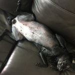 신발 우리 개 <b>팔자</b> 조카 좋다
