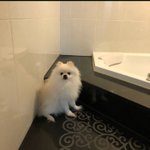 [드루와] 우리집 강아지 <b>욕조</b>위에있음 ㅋㅋㅋㅋㅋㅋㅋㅋ