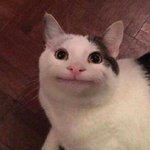 [고양이] 부모님 몰래 길고양이 밥 주고있는데요 이제 사실대로 말하고싶은데...