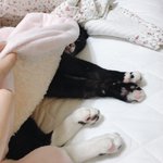 고양이가 <b>의자</b>를 너무 좋아하