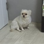 [댓글부탁해] 지금 몰래 호로록 나갔다와도 안들키겠지