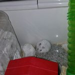 흰색햄스터도 임신한거 같은데