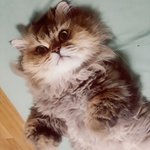 [고양이] <b>페르시안</b> 친칠라 뚠뚜니 너굴이