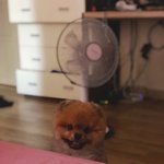 애들아 우리집 강아지 이름<b>정해</b>죠..