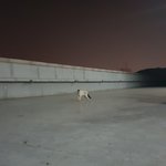 [고양이] 고양이 <b>옥상</b>에 갇힘 1일&amp;2일