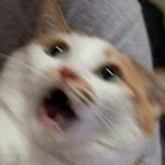 [댓글부탁해] 트우ㅏ터 하는 애들 다 들어와봐ㅈㅂㅈㅂㅠㅠㅠㅠㅠㅠ