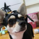 *제발 도와주세요 애견호텔맡긴후 한마리사망 한마리 유기됬습니다
