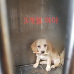 [강아지] 3개월 아이들 손 잡아주세요