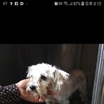 [강아지] 누더기 털 좀 벗겨주세요