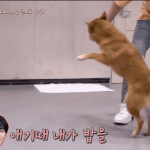 [<b>꼬랑</b>단] 멍멍