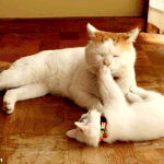 고양이과는 혀가 <b>돌기</b>있음