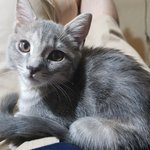 [고양이] 우리 귀염둥이 딸 <b>도도</b>의 사진첩