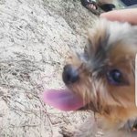 [댓글부탁해] <b>이</b> 캠핑<b>장</b> 강아지 귀여워??