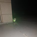 [고양이] 고양이 <b>옥상</b>에 갇힘 4일차